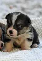 Todd, a male Pembroke Welsh Corgi for sale in Modesto, CA – 1 of 2