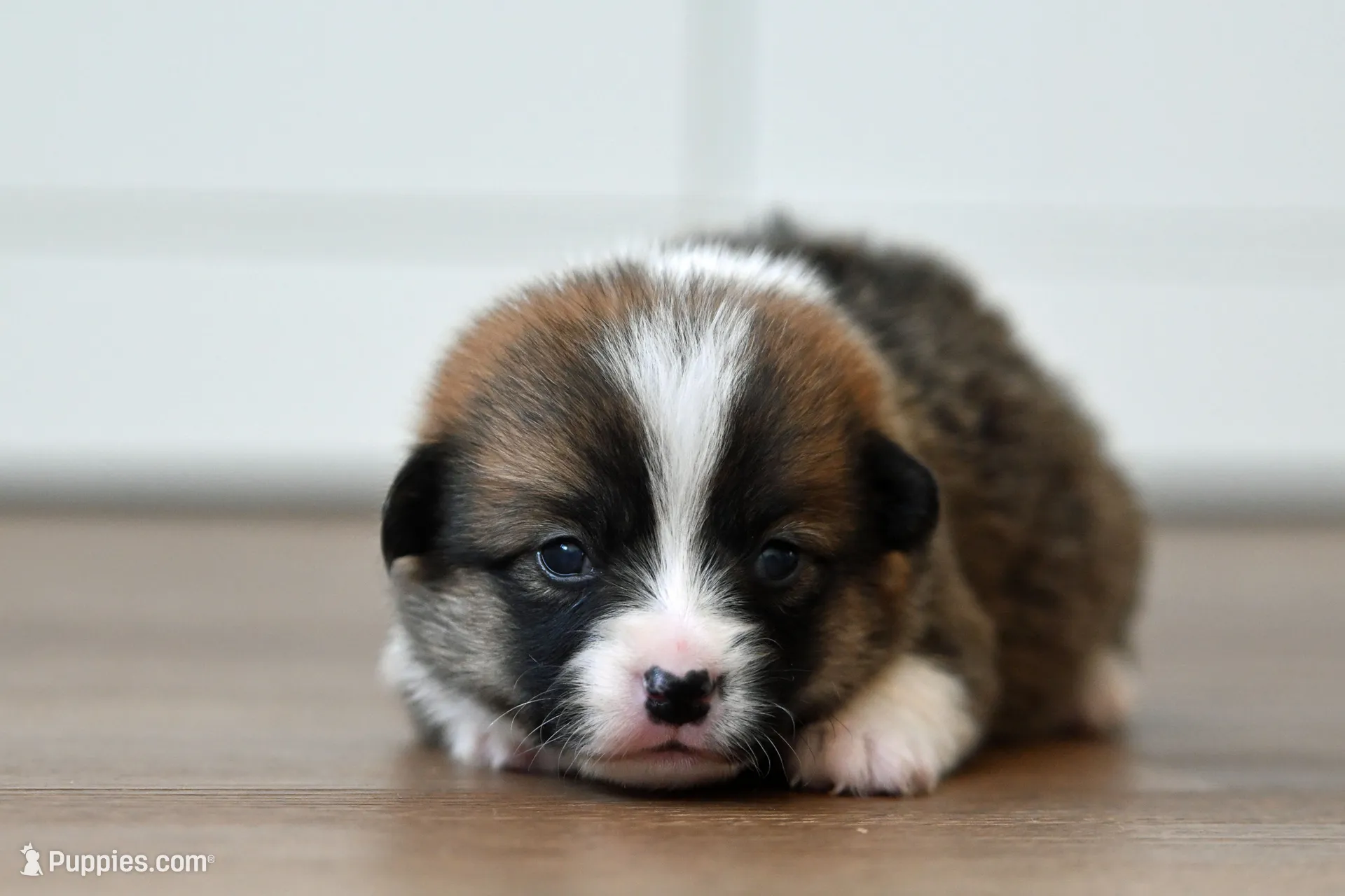 Betty, a male Pembroke Welsh Corgi for sale in Modesto, CA – 1 of 3
