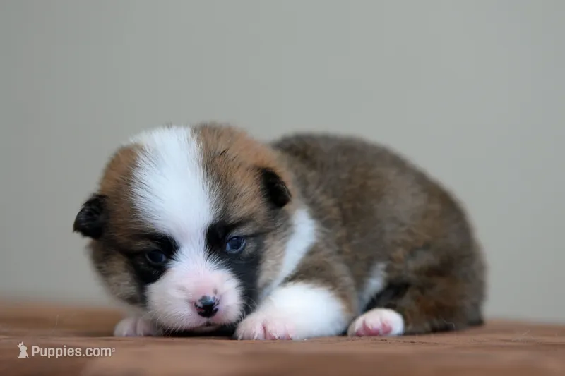 Beckie – Pembroke Welsh Corgi puppy for sale in Modesto, CA