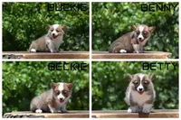 Benny, a male Pembroke Welsh Corgi for sale in Modesto, CA – 3 of 8