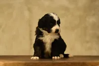 Tri Mini, a female Miniature Bernedoodle for sale in Modesto, CA – Photo 1 of 3