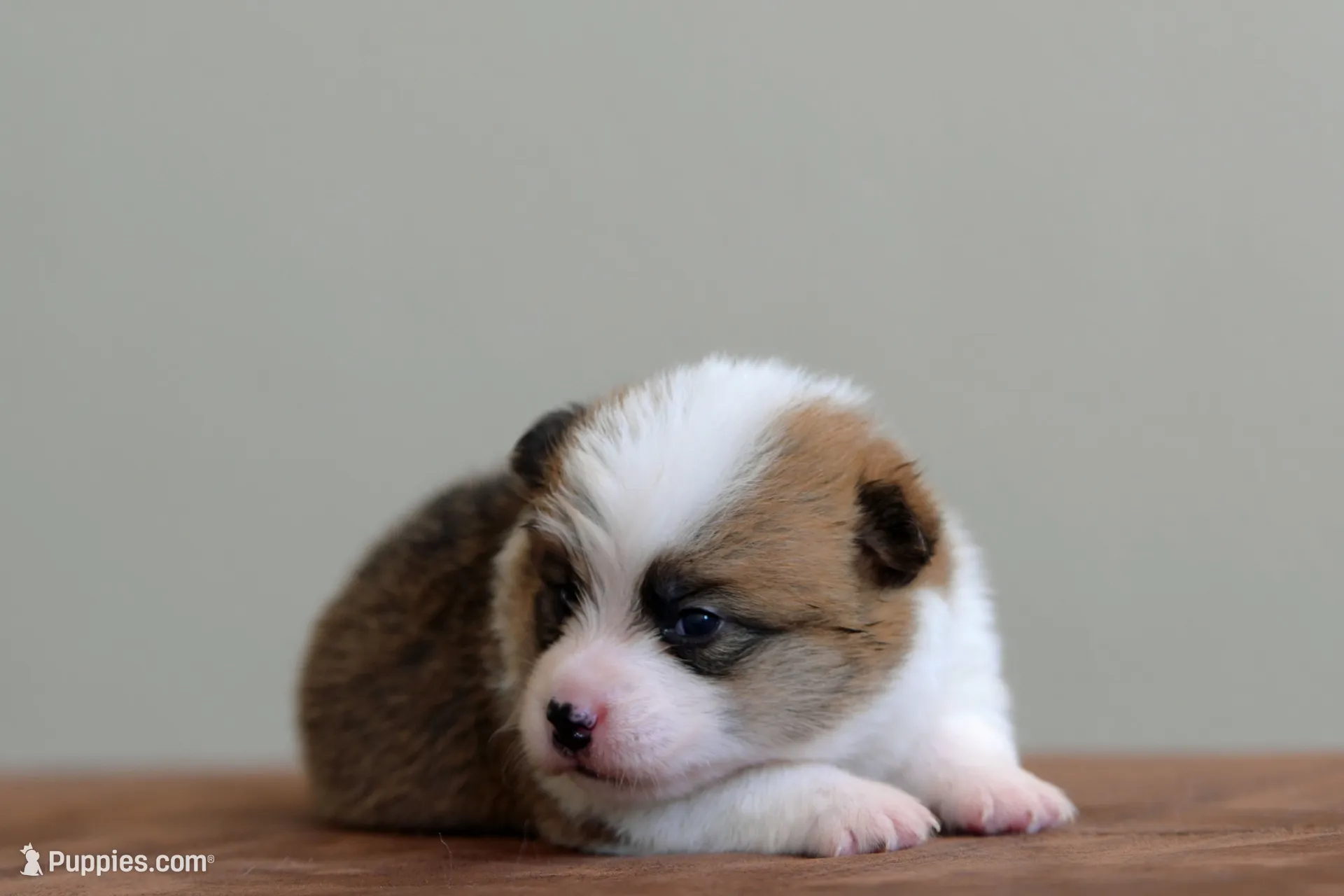 Buckie, a male Pembroke Welsh Corgi for sale in Modesto, CA – 2 of 3