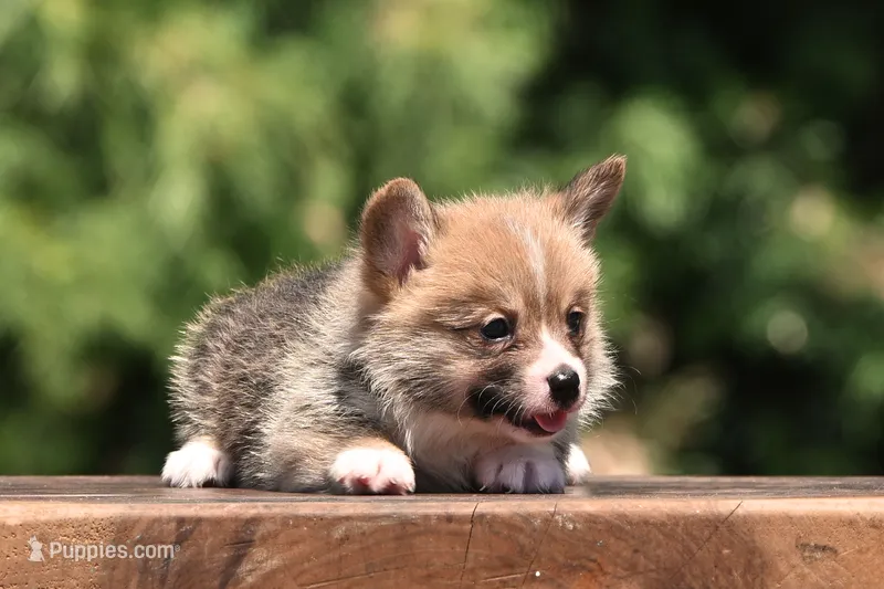 Tucker – Pembroke Welsh Corgi puppy for sale in Modesto, CA