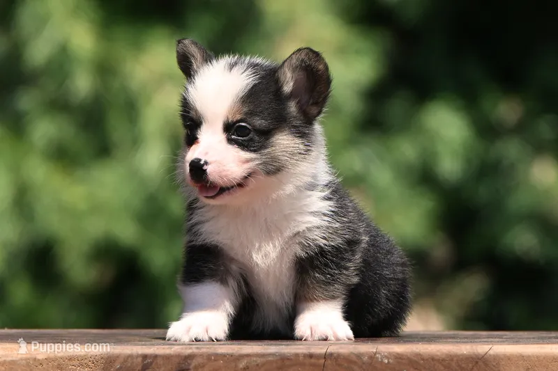 Tom – Pembroke Welsh Corgi puppy for sale in Modesto, CA