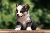 Tom, a male Pembroke Welsh Corgi for sale in Modesto, CA – 1 of 3
