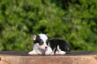 Stanley, a male Pembroke Welsh Corgi for sale in Modesto, CA – Photo 2 of 4