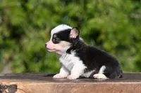 Stanley, a male Pembroke Welsh Corgi for sale in Modesto, CA – Photo 1 of 4