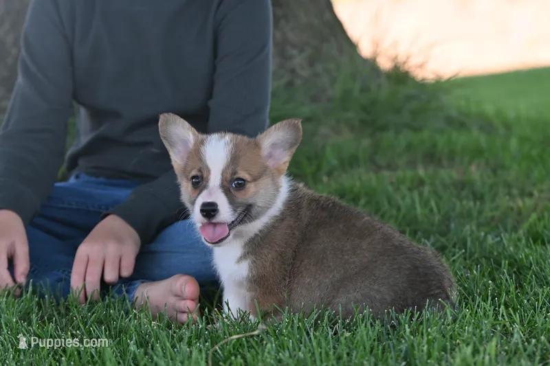 Benny – Pembroke Welsh Corgi puppy for sale in Modesto, CA