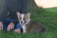 Benny, a male Pembroke Welsh Corgi for sale in Modesto, CA – 1 of 8