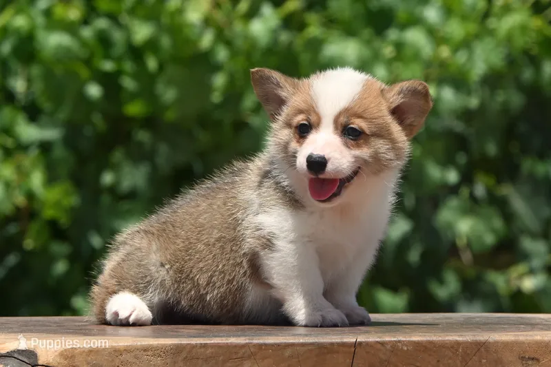Buckie – Pembroke Welsh Corgi puppy for sale in Modesto, CA
