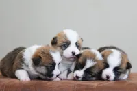 Buckie, a male Pembroke Welsh Corgi for sale in Modesto, CA – 3 of 3