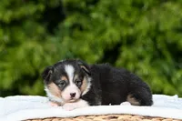 Minnie, a female Pembroke Welsh Corgi for sale in Modesto, CA – Photo 1 of 2