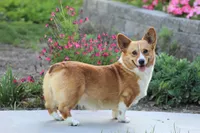 Minnie, a female Pembroke Welsh Corgi for sale in Modesto, CA – Photo 2 of 2
