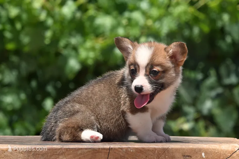 Benny – Pembroke Welsh Corgi puppy for sale in Modesto, CA