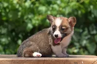 Benny, a male Pembroke Welsh Corgi for sale in Modesto, CA – 2 of 8