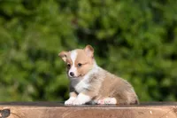 Tony, a male Pembroke Welsh Corgi for sale in Modesto, CA – Photo 1 of 3