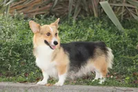 Tony, a male Pembroke Welsh Corgi for sale in Modesto, CA – Photo 3 of 3