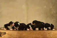 Tri Mini, a female Miniature Bernedoodle for sale in Modesto, CA – Photo 3 of 5