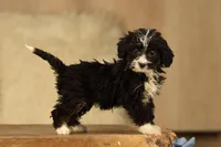 Tri Mini, a female Miniature Bernedoodle for sale in Modesto, CA – Photo 1 of 5