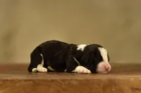 Mini Male 7, a male Poodle - Miniature  and Bernedoodle for sale in Modesto, CA – Photo 1 of 3