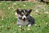 Arnie, a male Pembroke Welsh Corgi for sale in Modesto, CA – Photo 2 of 4