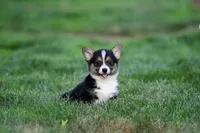 Arnie, a male Pembroke Welsh Corgi for sale in Modesto, CA – Photo 1 of 4