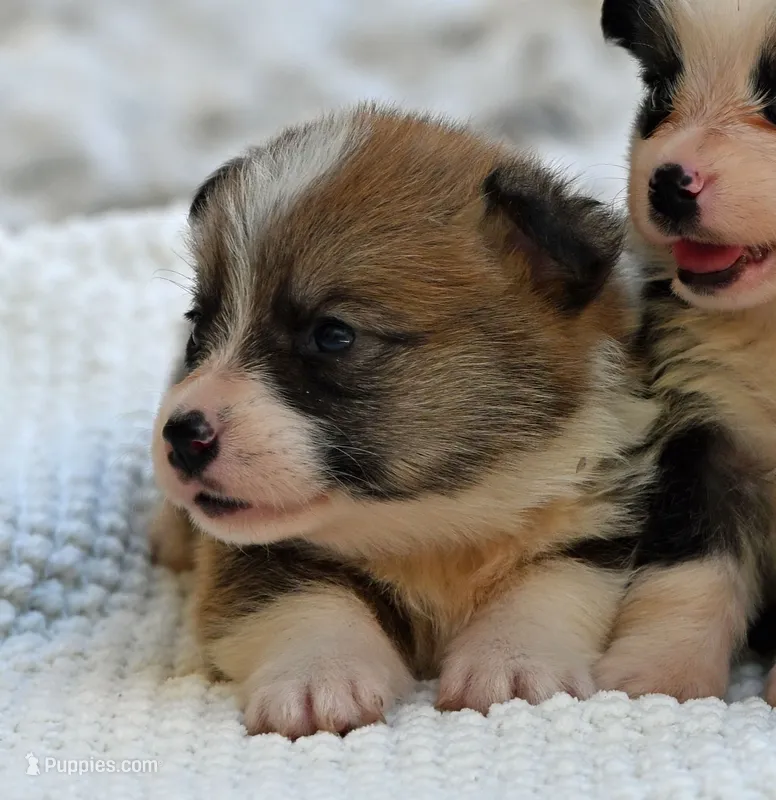 Trigger – Pembroke Welsh Corgi puppy for sale in Modesto, CA