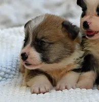 Trigger, a male Pembroke Welsh Corgi for sale in Modesto, CA – 1 of 2