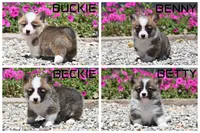 Benny, a male Pembroke Welsh Corgi for sale in Modesto, CA – 5 of 8