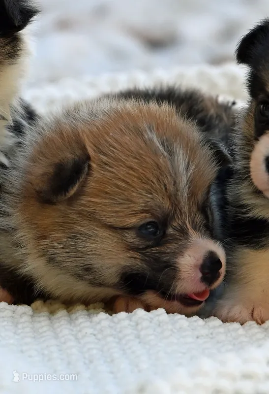 Tucker – Pembroke Welsh Corgi puppy for sale in Modesto, CA