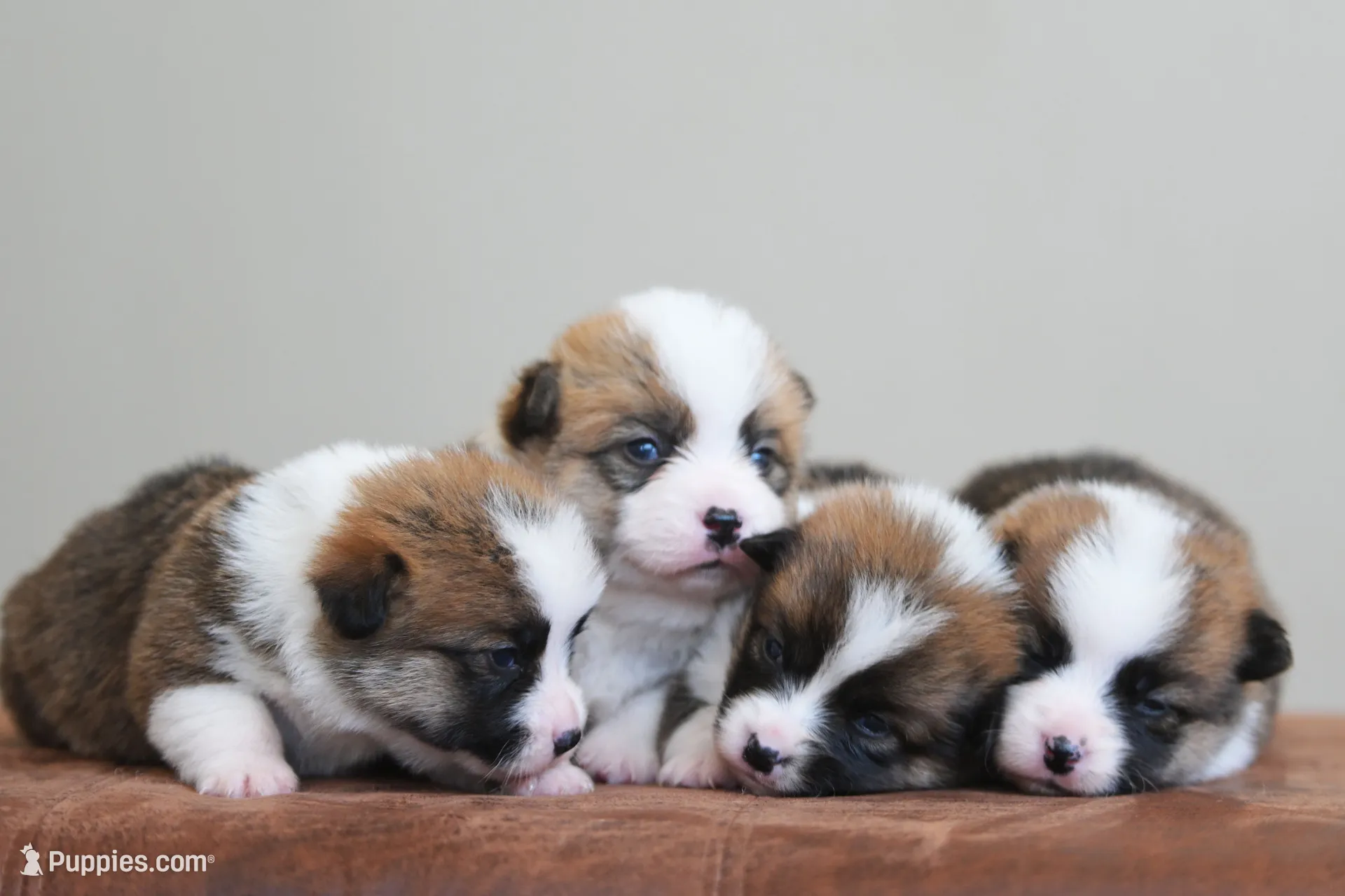 Betty, a male Pembroke Welsh Corgi for sale in Modesto, CA – 3 of 3