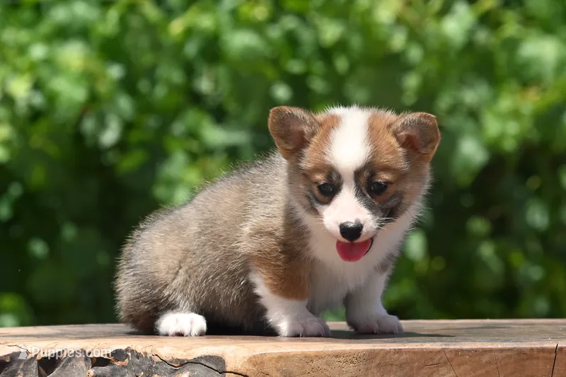 Beckie – Pembroke Welsh Corgi puppy for sale in Modesto, CA