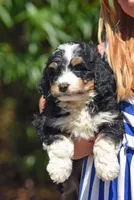 Tri Mini Male 4, a male Poodle - Miniature  and Bernedoodle for sale in Modesto, CA – Photo 2 of 5