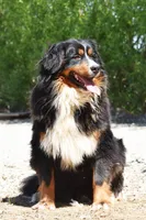 Tri Mini Male 4, a male Poodle - Miniature  and Bernedoodle for sale in Modesto, CA – Photo 5 of 5