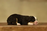 Tri Mini Male 4, a male Poodle - Miniature  and Bernedoodle for sale in Modesto, CA – Photo 4 of 5