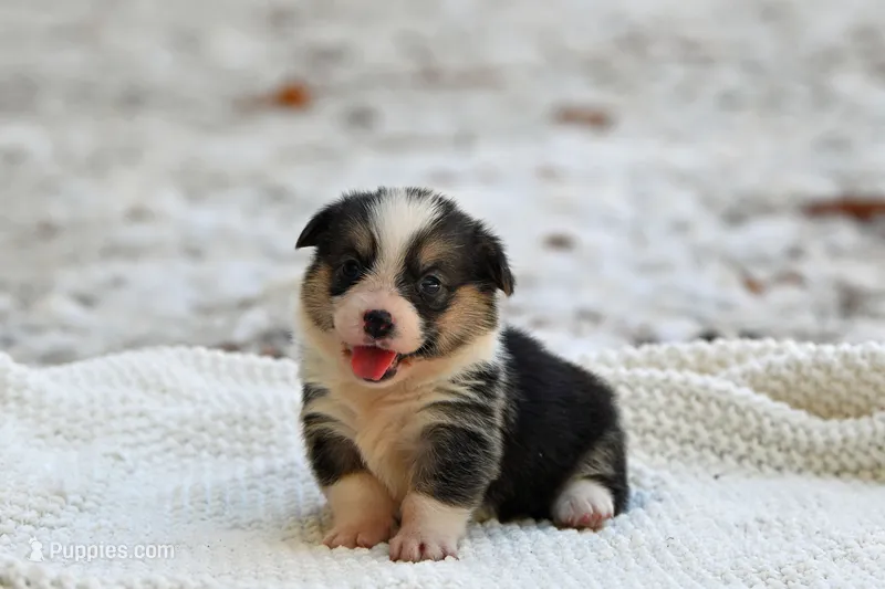 Tootsie – Pembroke Welsh Corgi puppy for sale in Modesto, CA