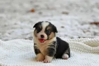 Tootsie, a female Pembroke Welsh Corgi for sale in Modesto, CA – 1 of 3