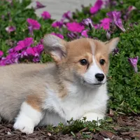 Tina, a female Pembroke Welsh Corgi for sale in Modesto, CA – Photo 2 of 5