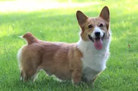 Tina, a female Pembroke Welsh Corgi for sale in Modesto, CA – Photo 2 of 3