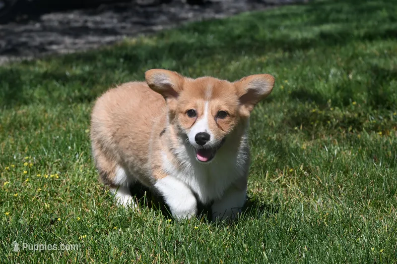 Tina – Pembroke Welsh Corgi puppy for sale in Modesto, CA
