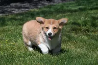 Tina, a female Pembroke Welsh Corgi for sale in Modesto, CA – Photo 1 of 5