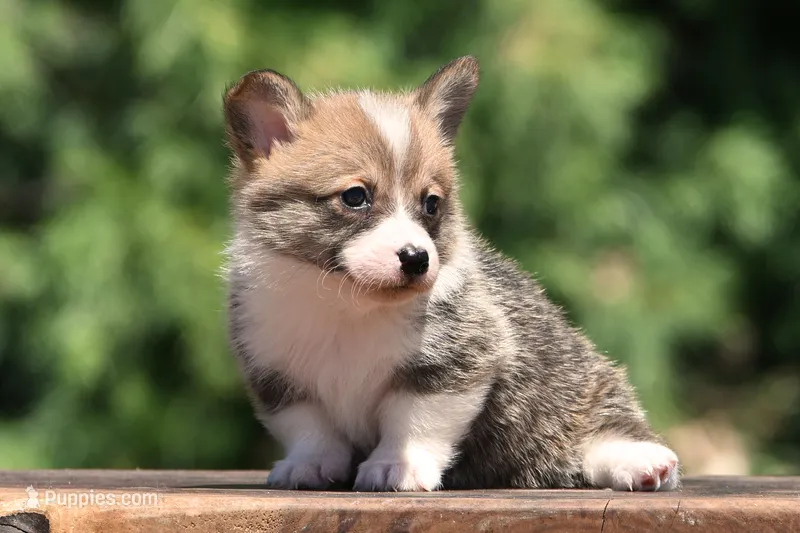 Trigger – Pembroke Welsh Corgi puppy for sale in Modesto, CA