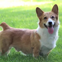 Tirzah, a female Pembroke Welsh Corgi for sale in Modesto, CA – Photo 5 of 5