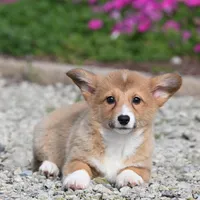 Tirzah, a female Pembroke Welsh Corgi for sale in Modesto, CA – Photo 2 of 5