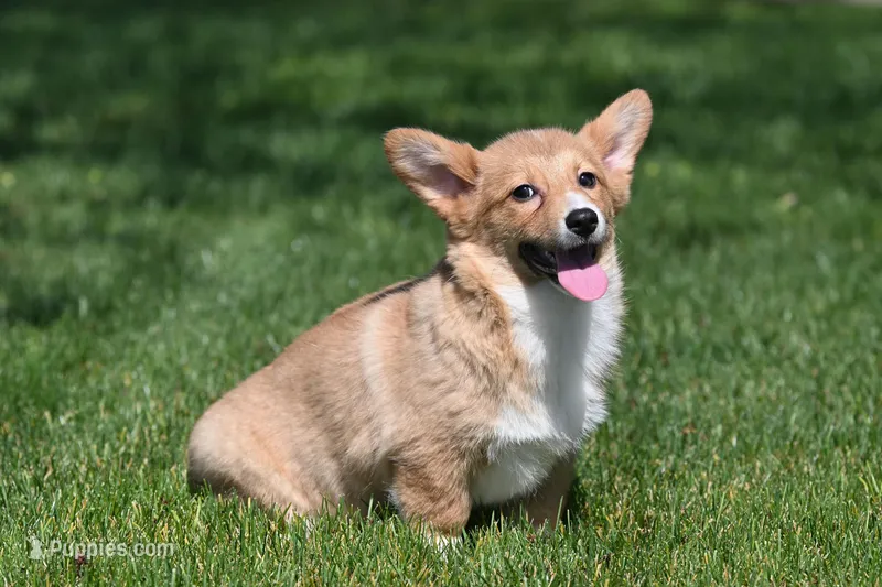 Tirzah – Pembroke Welsh Corgi puppy for sale in Modesto, CA