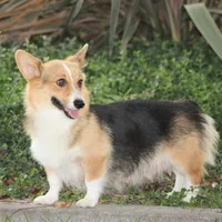 Tirzah, a female Pembroke Welsh Corgi for sale in Modesto, CA – Photo 4 of 5