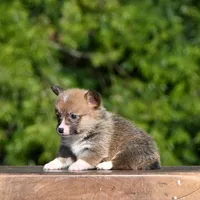 Tirzah, a female Pembroke Welsh Corgi for sale in Modesto, CA – Photo 3 of 5