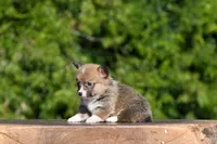 Tirzah, a female Pembroke Welsh Corgi for sale in Modesto, CA – Photo 1 of 3