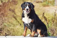 Tri Mini, a female Bernedoodle for sale in Modesto, CA – Photo 2 of 3