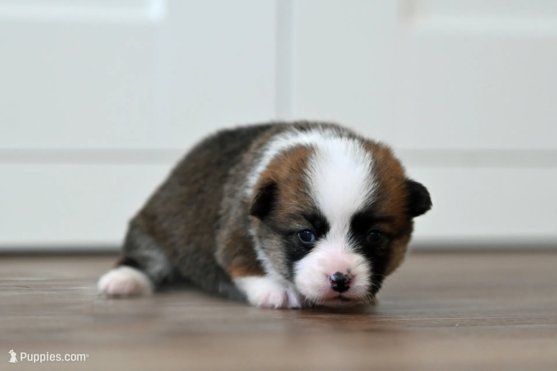 Beckie, a male Pembroke Welsh Corgi for sale in Modesto, CA – 2 of 3